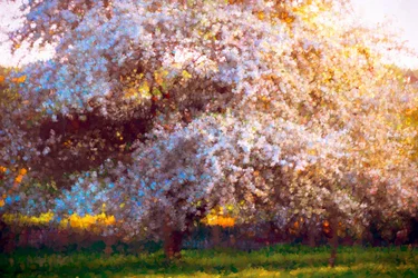 Abendblüte